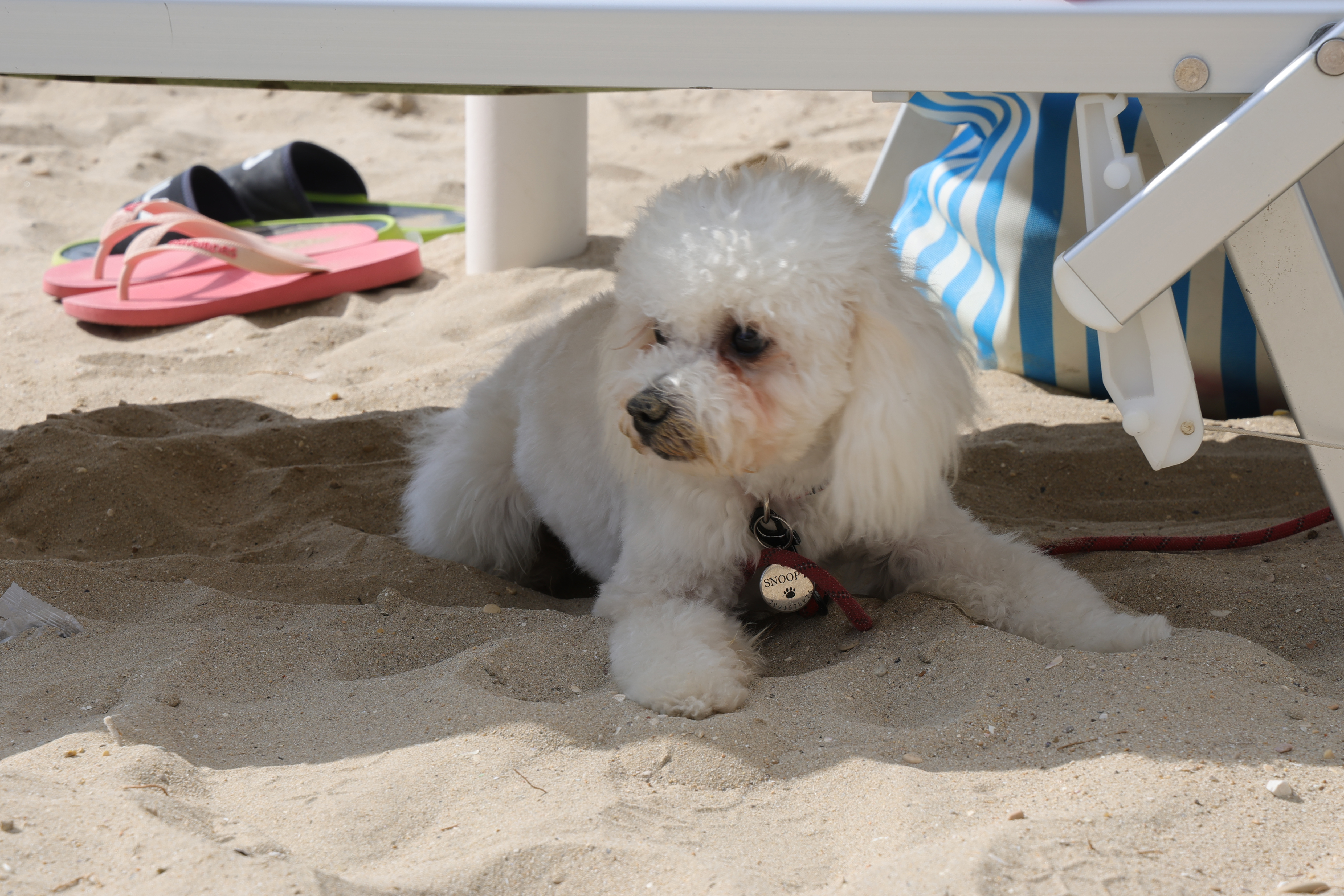 Vacanza al mare col tuo Cane in appartamento trilocale (4/6 posti)